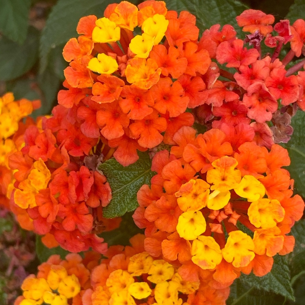 🌺🌸My Garden🌺🌸My Babies🌺🌸 - Picture 2 of 16
